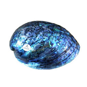 Paua Shell - Dale Borland