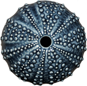 Ceramic Kina Art - Bob Steiner