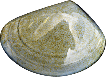 Ceramic Tuatua Wall Art - Bob Steiner