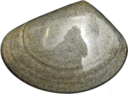 Ceramic Tuatua Wall Art - Bob Steiner