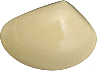 Ceramic Tuatua Wall Art - Bob Steiner