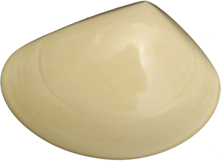 Ceramic Tuatua Wall Art - Bob Steiner