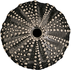 Ceramic Kina Art - Bob Steiner