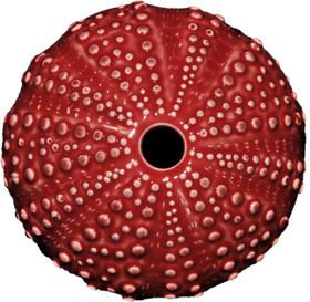 Ceramic Kina Art - Bob Steiner