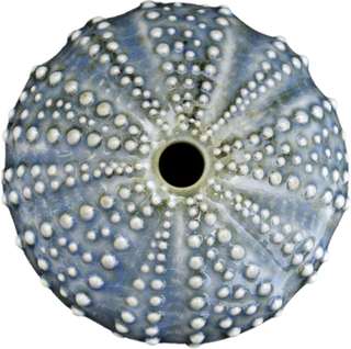 Ceramic Kina Art - Bob Steiner