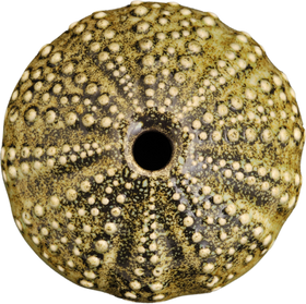 Ceramic Kina Art - Bob Steiner