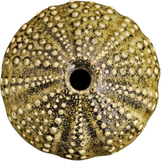 Ceramic Kina Art - Bob Steiner