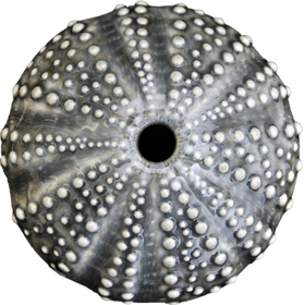 Ceramic Kina Art - Bob Steiner