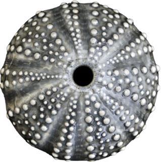 Ceramic Kina Art - Bob Steiner