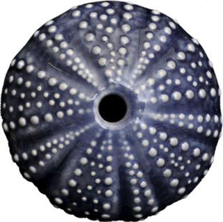 Ceramic Kina Art - Bob Steiner