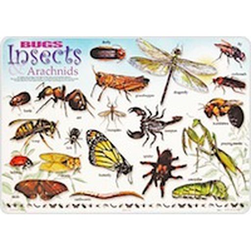 Learning Placemats : Bugs & Insects - Jayz